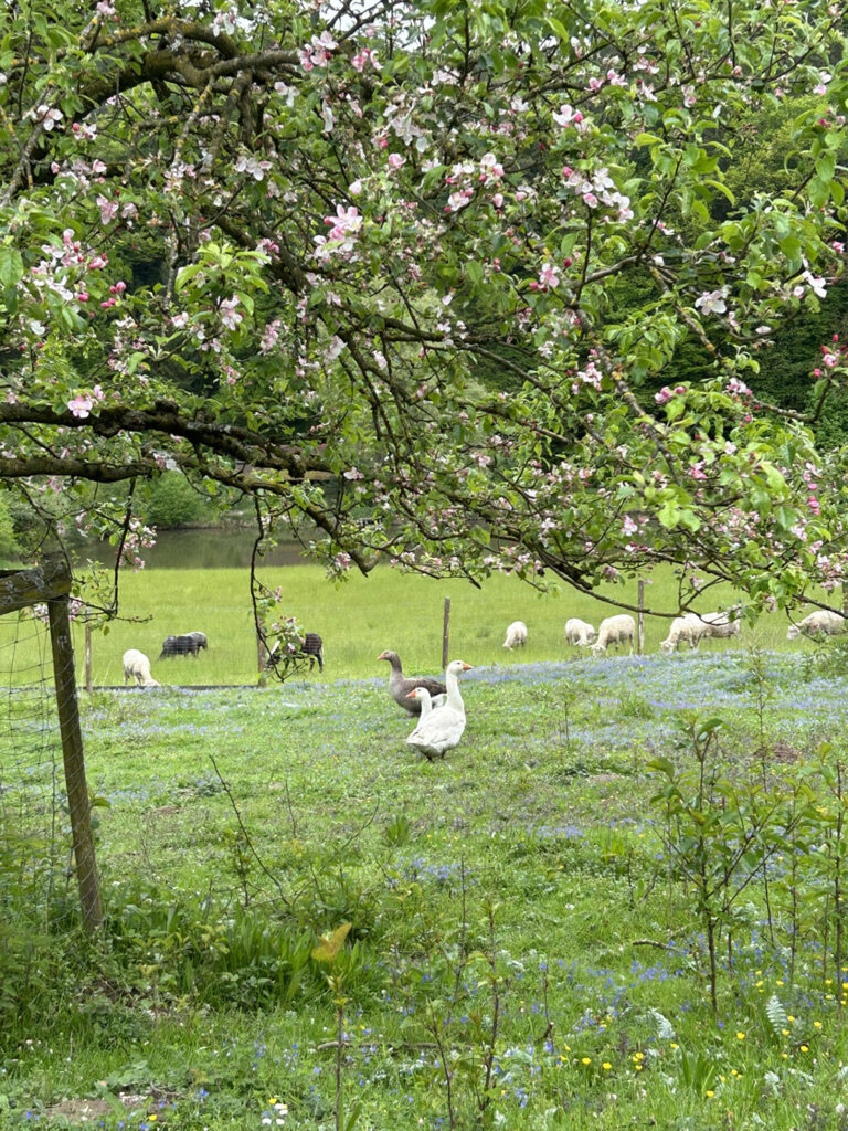 Gänse weide