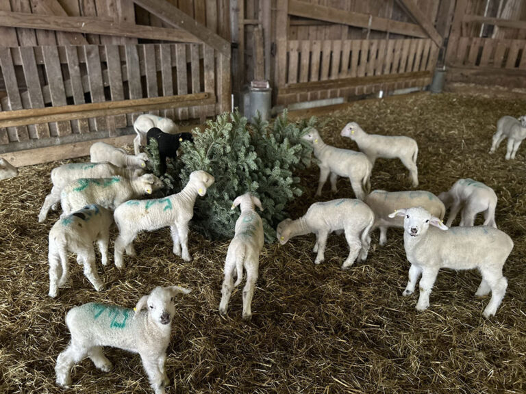 Lämmer mit christbaum