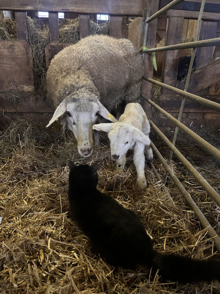 Mutterschaf lamm und katze