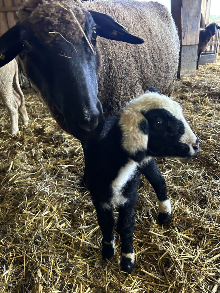 Mutterschaf mit lamm