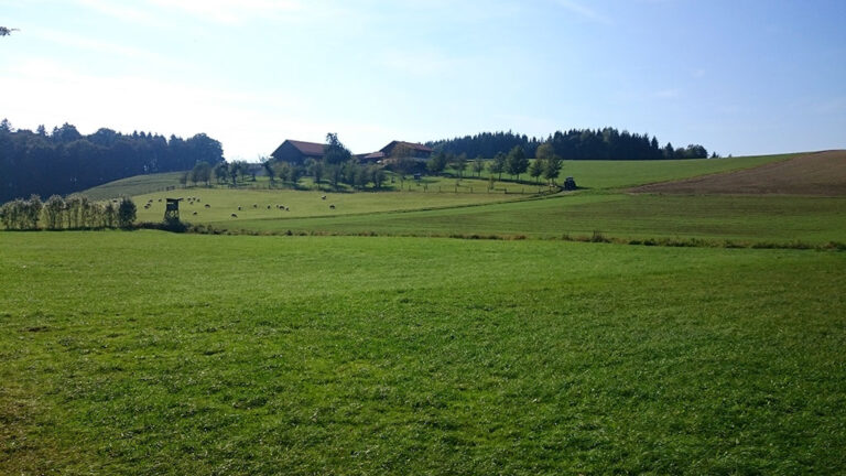Schafe auf weide