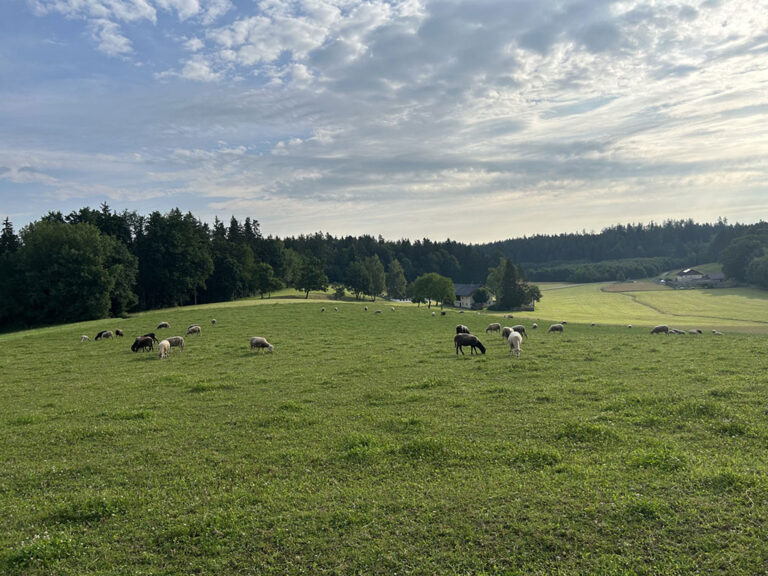 Schafe auf weide2