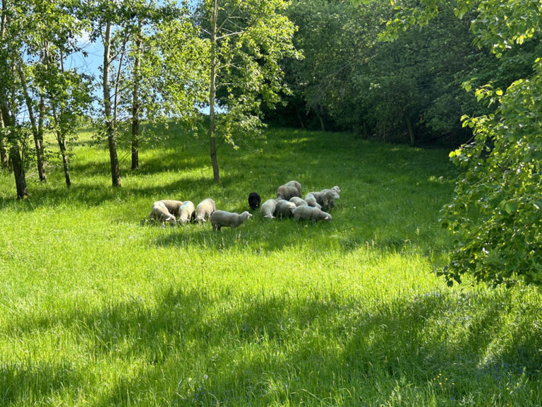 Schafe auf weide3