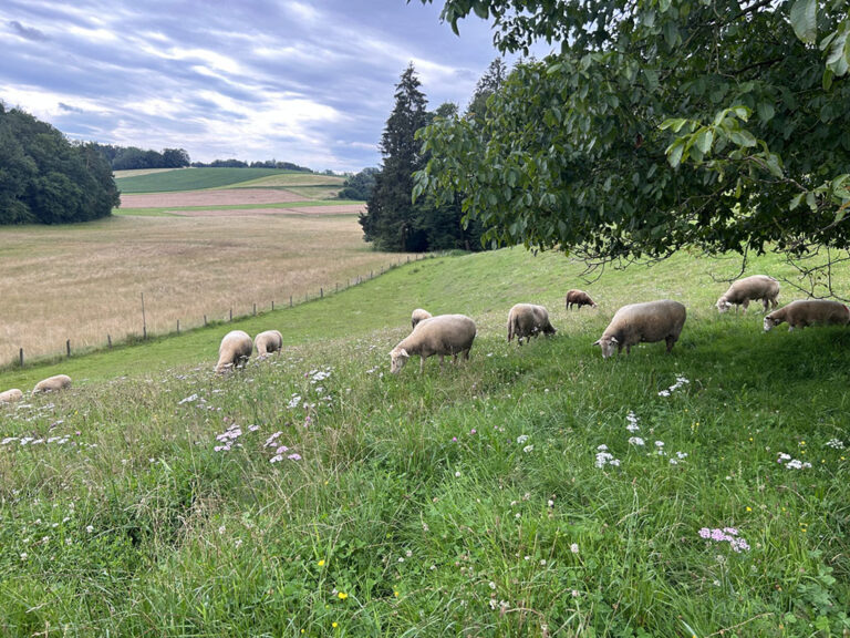 Schafe auf weide4